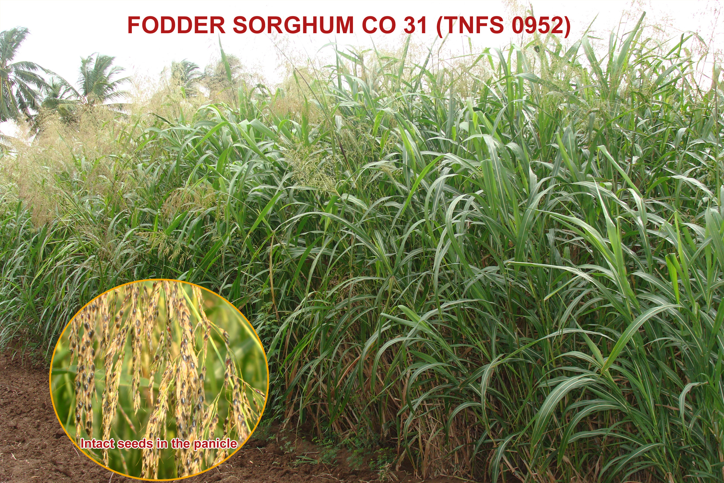 Fodder Cholam